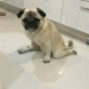 Meet your Posher, Kiley